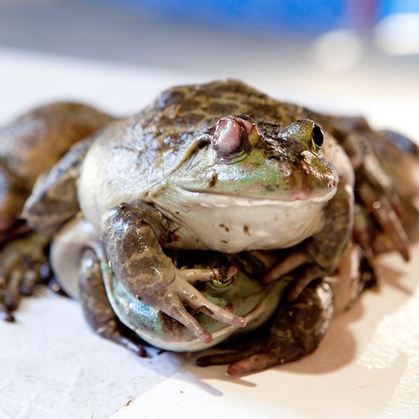 Natalie Jeremijenko Kissing Frogs